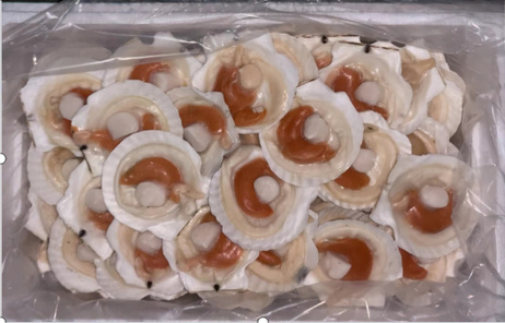 组合贝80片