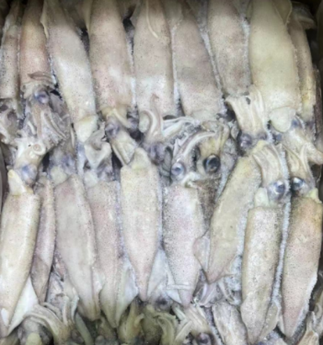 笔管鱿鱼10斤