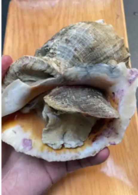 四方缘 吮指大海螺1*10包
