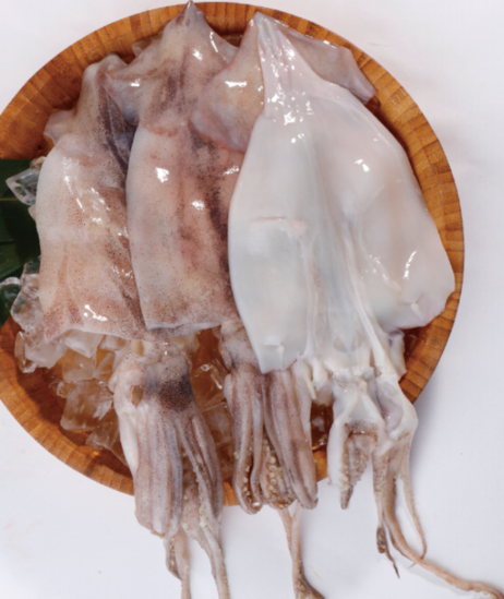 大洋世家 清洁阿根廷鱿鱼480g*20