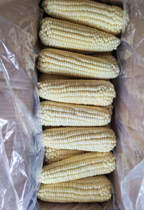 新疆天一A 白玉米棒 40根/箱