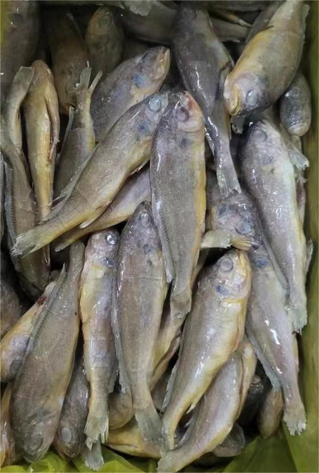 海沃德 2/4黄花鱼12斤，一箱大概70多条，解冻平均55克左右。