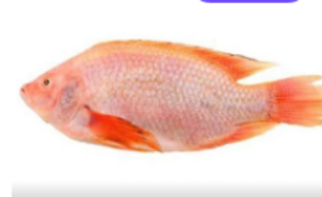 四方缘 彩虹鲷500-600克*12包